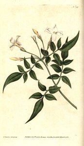 Beyaz Yasemin (veya Jasmine officinale) - Ortak Yasemin veya Jessamine, Jasminum officinale. William Curtis'in The Botanical Magazine'den James Sowerby'nin el boyaması bakır levha gravürü ve botanik çizimi, Lambeth Marsh, Londra by James Sowerby