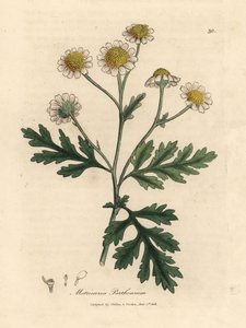 Beyaz ve sarı çiçekli humma, Matricaria parthenium by James Sowerby