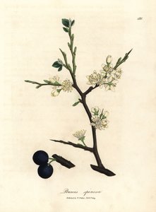Yaban eriği ağacının beyaz çiçeği ve mavi meyveleri, Prunus spinosa by James Sowerby