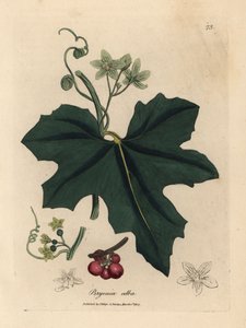 Beyaz çiçekli bryony, Bryonia alba by James Sowerby