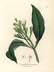 Beyaz çiçekli karanfil baharat ağacı, Caryophyllus aromaticus by James Sowerby