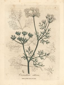 Beyaz çiçekli kişniş, Coriandrum sativum by James Sowerby