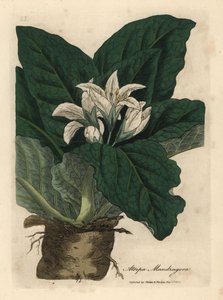 Beyaz çiçekli mandrake, Atropa mandragora by James Sowerby