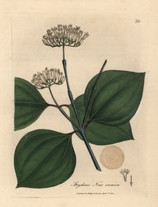 Beyaz çiçekli zehirli ceviz, Strychnos nux vomica by James Sowerby