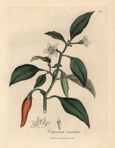 Beyaz çiçekli, kırmızı beç biberi, Capsicum annuum by James Sowerby