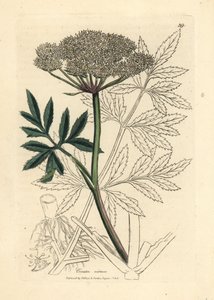 Beyaz çiçekli baldıran otu, Cicuta virosa by James Sowerby