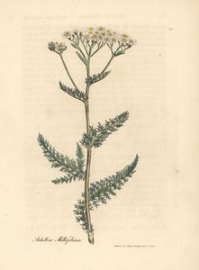 Beyaz çiçekli civanperçemi veya civanperçemi, Achillea millefolium by James Sowerby