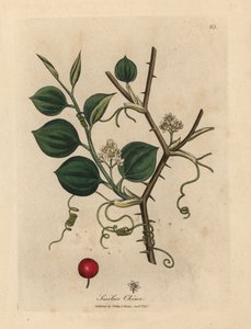 Çin gülümsemesinin beyaz çiçekleri, dalları ve kırmızı dutları by James Sowerby