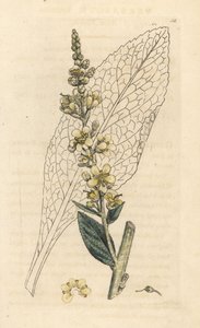 Beyaz sığırkuyruğu, Verbasum lychnitis (molene) James Smith's English Botany, Londra'dan James Sowerby tarafından yapılan bir illüstrasyondan sonra elle boyanmış bakır levha gravürü by James Sowerby