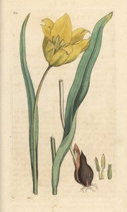 Yabani lale, Tulipa sylvestris (yabani lale) James Smith's English Botany, Londra'dan James Sowerby tarafından yapılan bir illüstrasyondan sonra elle boyanmış bakır levha gravürü by James Sowerby