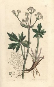 Ahşap sanicle, Sanicula europaea. James Smith's English Botany, Londra'dan James Sowerby tarafından yapılan bir illüstrasyondan sonra elle boyanmış bakır levha gravürü by James Sowerby