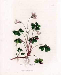 Tahta kuzukulağı veya odun okzalidi - Woodsorrel, Oxalis acetosella. William Woodville'den James Sowerby ve Sir William Jackson Hooker'ın "" Medical Botany"," John Bohn, Londra'dan yaptığı bir botanik illüstrasyondan elle bo by James Sowerby