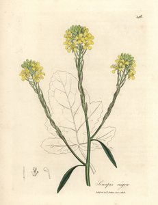 Sarı çiçekli siyah hardal, Sinapis nigra by James Sowerby