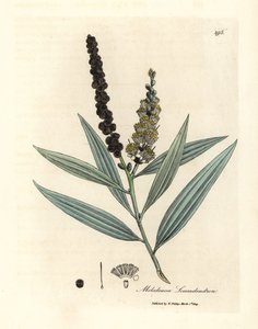 Sarı çiçekli cajeput ağacı, Melaleuca leucadendron by James Sowerby