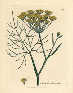 Sarı çiçekli rezene, Anethum foeniculum by James Sowerby