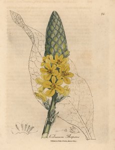 Sarı çiçekli büyük geniş yapraklı sığırkuyruğu, Verbascum thapsus by James Sowerby