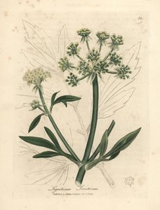 Sarı çiçekli selâmotu, Ligusticum levisticum by James Sowerby