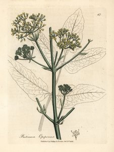 Sarı çiçekli opopanax veya kaba yaban havucu, Pastinaca opopanax by James Sowerby