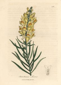 Sarı çiçekli aslanağzı, Antirrhinum linaria