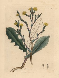 Sarı çiçekli yabani marul, Lactuca virosa