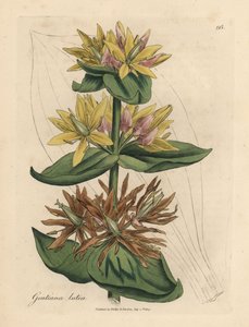 Sarı yılan otu, Gentiana lutea by James Sowerby