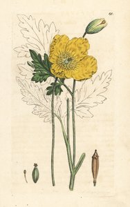 Sarı veya Galli haşhaş, Papaver cambricum (sarı haşhaş). James Smith's English Botany, Londra'dan James Sowerby tarafından yapılan bir illüstrasyondan sonra elle boyanmış bakır levha gravürü by James Sowerby