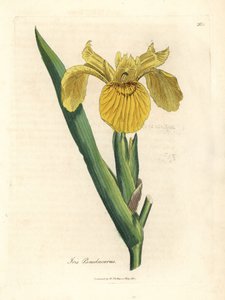 Sarı su bayrağı, Iris pseudocorus by James Sowerby