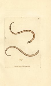 Genç pürüzsüz yılan, Coronella austriaca (Dumfriesshire yılanı, Coluber dumfrisiensis). The British Miscellany'den James Sowerby tarafından elle boyanmış bakır levha gravürü veya yeni, nadir veya az bilinen hayvan konularının renkli figürleri. by James Sowerby