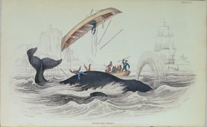 Grönland Balinası, William Home Lizars (1788-1859) tarafından oyulmuş kitap illüstrasyonu by James Stewart