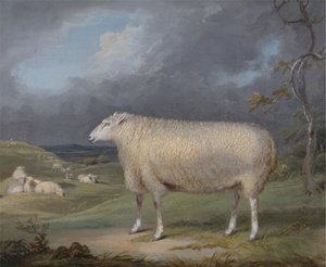 Bir Sınır Leicester Ewe by James Ward