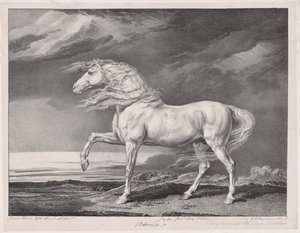 On Dört Ünlü At: Adonis, 1824. by James Ward