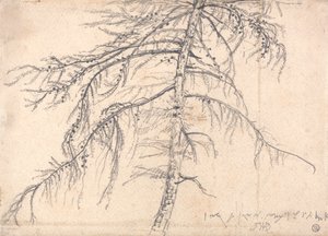 karaçam ağacı by James Ward