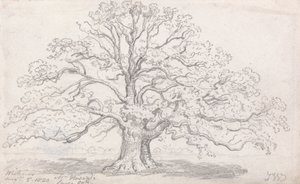 Bay Howard'ın Büyük Meşesi, 5 Ağustos 1820 by James Ward