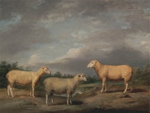 Ryelands Sheep, King's Ram, King's Ewe ve Lord Somerville's Wether by James Ward