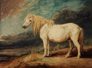Shetland Midillisi by James Ward