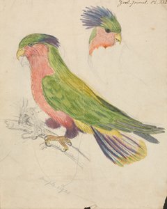 kakadu