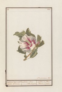 Hibiskus (Hibiscus syriacus) Beyaz tek Çiçekler ile Althea. / althea flore - basitçe beyaz. / althea basit bir beyaz çiçek (nesne üzerindeki başlık)