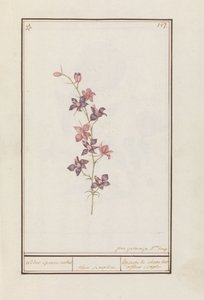 Larkspur (Consolida) şövalye mahmuz ayak bileği. / çiçek basit. / Esperon de chevalier afluer basit. (nesne üzerindeki başlık)