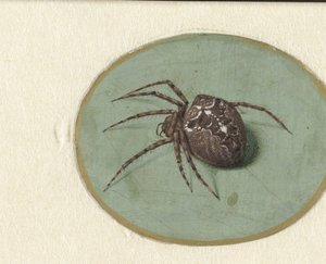 Örümcek by Jan Augustin van der Goes