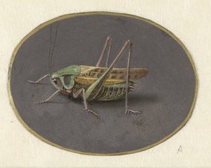Çekirge Hayvanlar (dizi başlığı) by Jan Augustin van der Goes
