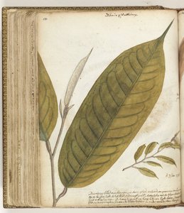 Durianblad by Jan Brandes