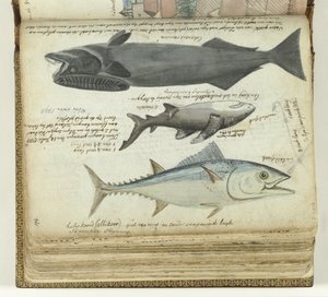 Ton balığı, köpekbalığı ve remora by Jan Brandes