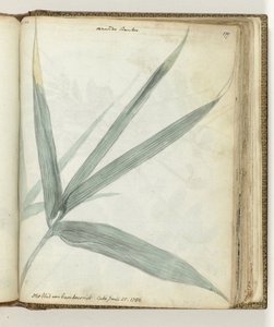 Bambu kamışının yaprağı by Jan Brandes