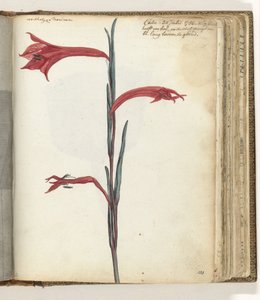 pelerin çiçeği by Jan Brandes