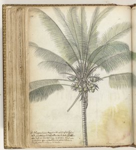 Klapperboom by Jan Brandes