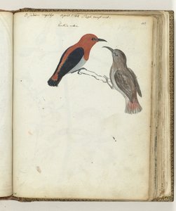 Doğu Hint kuşu by Jan Brandes