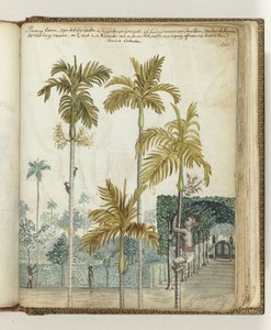 Sitede Pinang ağaçları by Jan Brandes