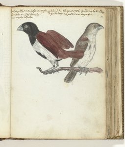 pirinç kuşları by Jan Brandes