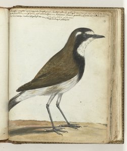 Koyun Kuşu veya Cape Nightingale by Jan Brandes