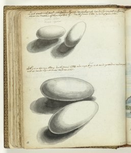 Kaplumbağa ve yılan yumurtaları by Jan Brandes